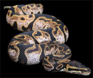 Kristin Holt | What is a Calico Ball? Photograph of a Calico Ball Python snake. Image: Pinterest.