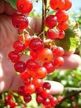 Photo: Red Currants. Courtesy of Pinterest.