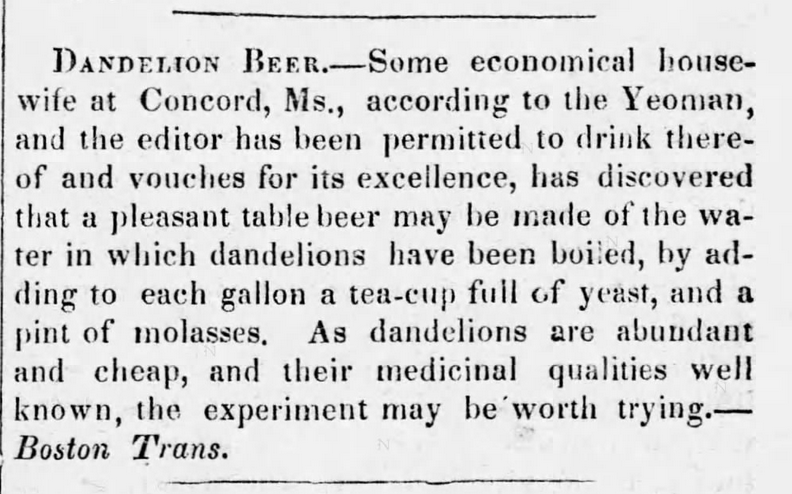 Kristin Holt | Victorian America's Dandelions. Dandelion Beer instructions. New England Farmer of Boston, Massachusetts, June 14, 1837.