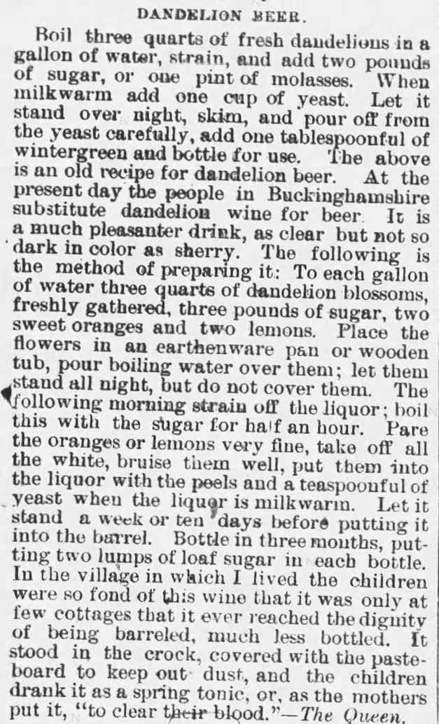 Kristin Holt | Victorian America's Dandelions. Wine of Dandelions more popular than Dandelion Beer. Recipes included. The Sunday Leader of Wilkes-Barre, Pennsylvania on April 24, 1887.
