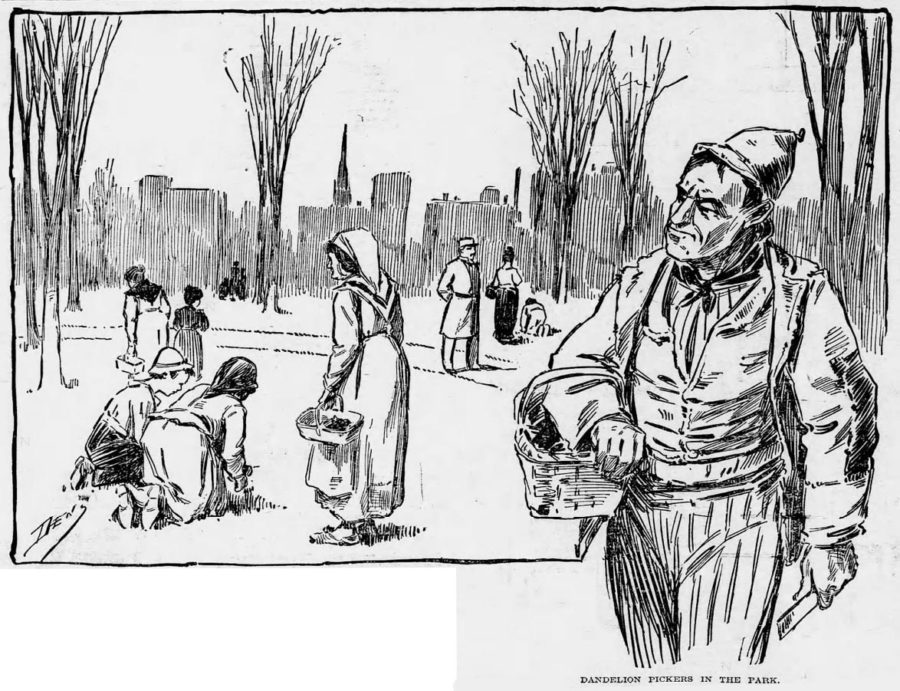 Kristin Holt | Victorian America's Dandelions. Illustration titled "Dandelion Pickers in the Park" showing men, women, and children intentionally digging dandelions. Nope! Not gardeners! The Chicago Chronicle of Chicago, Illinois on April 12, 1896.