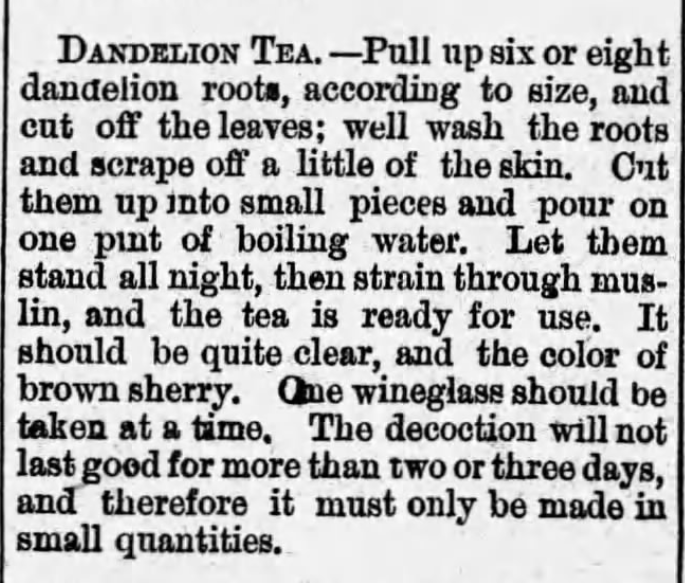 Kristin Holt | Victorian America's Dandelions. Instructions for making Dandelion Tea published in Jacksonville Republican of Jacksonville, Alabama. September 16, 1882.