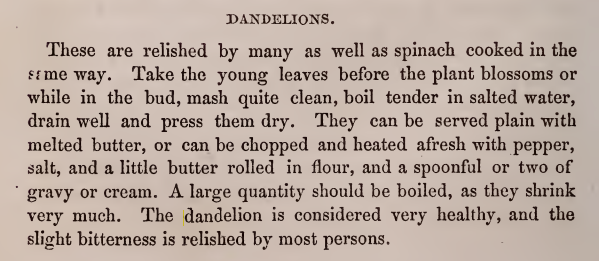 Kristin Holt | Victorian America's Dandelions. How to prepare this healthful food, from Jennie June's American Cookery Book, 1866.