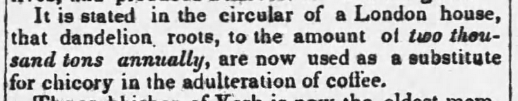 Kristin Holt | Victorian America's Dandelions. The Buffalo Courier of Buffalo, New York on May 11, 1844. "It is stated in the circular of a London house, that dandelion roots, to the amount of two thousand tons annually, are now used as a substitute for chicory in the adulteration of coffee."