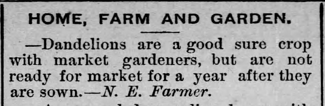 Kristin Holt | Victorian America's Dandelions. "Dandelions are a good sure crop with market gardeners, but are not ready for market for a year after they are sown.-- N. E. Farmer." Published in LeRoy Reporter of LeRoy, Kansas on January 3, 1885.