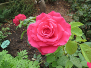 Kristin Holt | Photograph of American Beauties Roses (brilliant pink). Courtesy of The Garden Diary. Related to The Spinster Book.