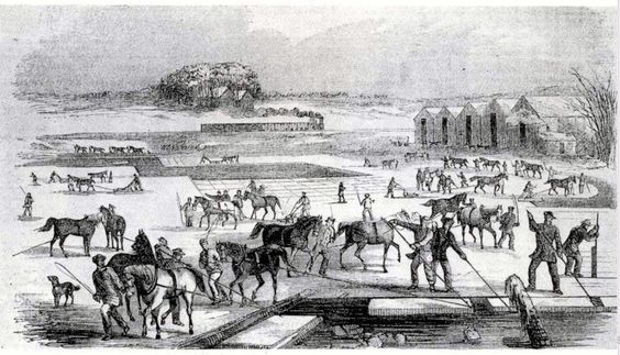 Ice Harvesting drawing from mid-19th century