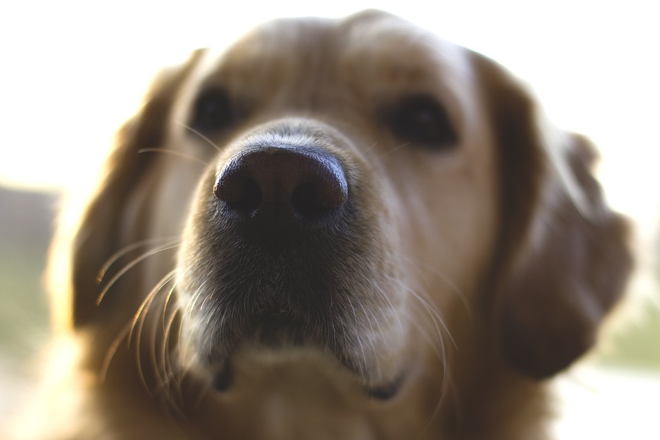 Kristin Holt | Introducing: GRACE AND THE RANCHER by Mary Alford. Photograph of a golden retriever, close up.