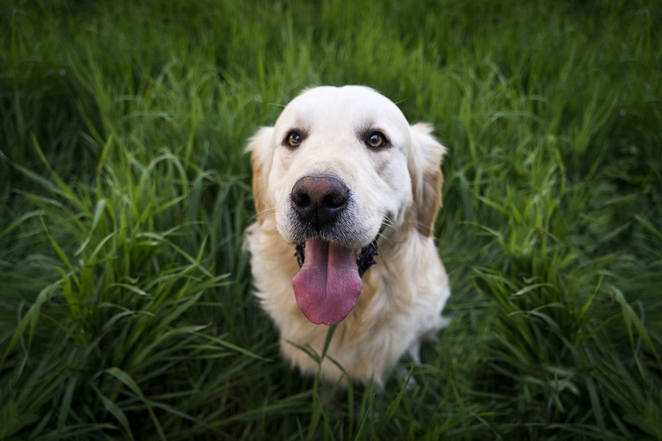 Kristin Holt | Introducing: GRACE AND THE RANCHER by Mary Alford. Photograph of a golden retriever, from above.