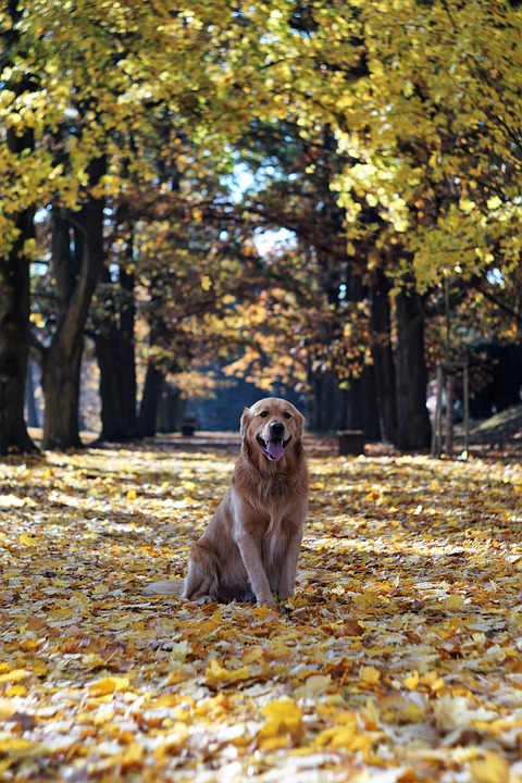 Kristin Holt | Introducing: GRACE AND THE RANCHER by Mary Alford. Photograph of a golden retriever in autumn.