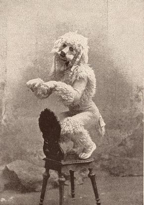 Kristin Holt | Victorian Ladies Wore Costumes--Every Day. Vintage photograph of Charles Lauri as "The French Poodle," The Sketch Magazine, 15 March 1893.