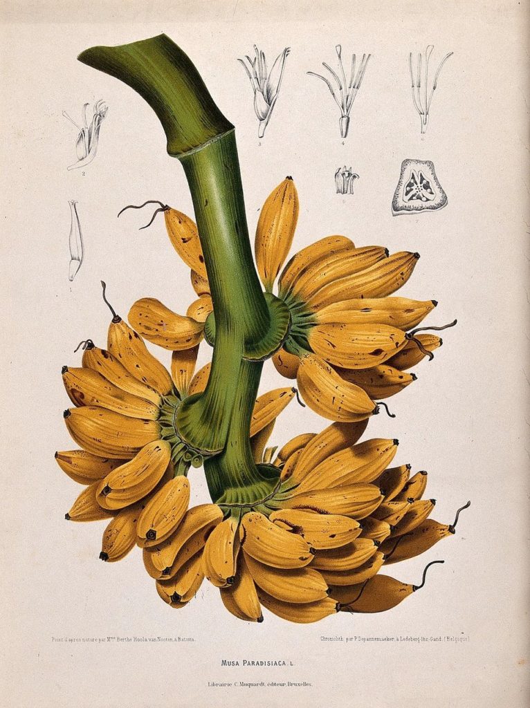 Kristin Holt | Victorian America's Banana Bread. Image: A 1863 Dutch lithograph of a Gros Michel banana bunch. G. SÃ©vereyns/Wikimedia Commons