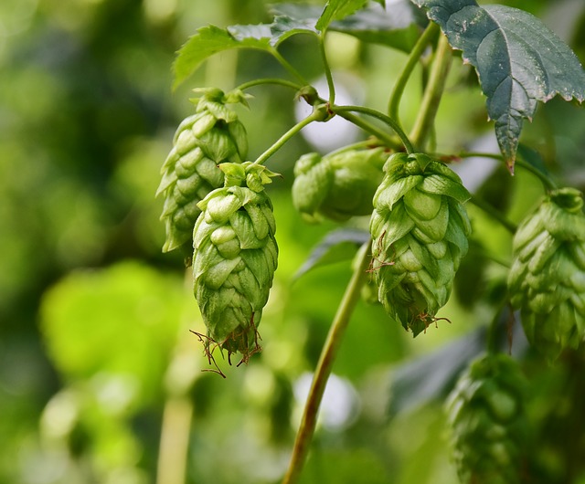 Kristin Holt | DIY Yeast in Victorian America. Photograph of hops, courtesy of RitaE from Pixabay. 