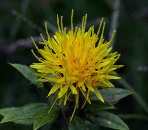 Kristin Holt | Victorian America's Gold and Silver Cakes. Photo: Safflower blossom, Courtesy of Wikipedia, Copyrighted Free Use.