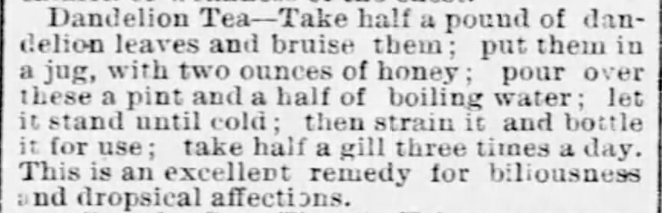 Kristin Holt | Victorian America's Dandelions. Tea made of dandelion leaves. Published in the Boston Evening Transcript of Boston, Massachusetts on July 9, 1885.