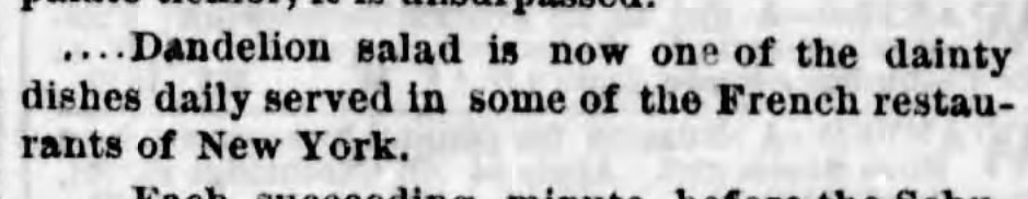 Kristin Holt | Victorian America's Dandelions. Dandelion Salad served in French Restaurants of New York City. From Boston Evening Transcript of Boston, Massachusetts on June 24, 1874.
