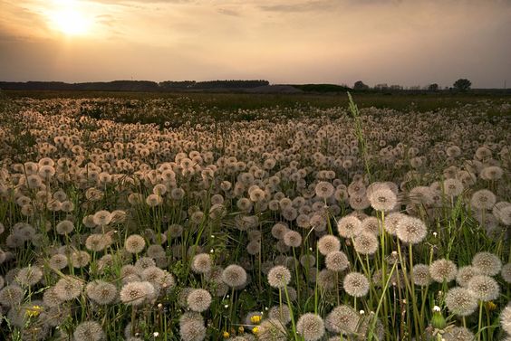 Kristin Holt | Victorian America's Dandelions. Photograph: Field of Dandelions with puffy, ripe seed heads. Image courtesy of Pinterest.